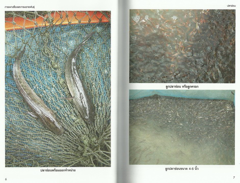 การเลี้ยงและการเพาะขยายพันธุ์ปลาน้ำจืด