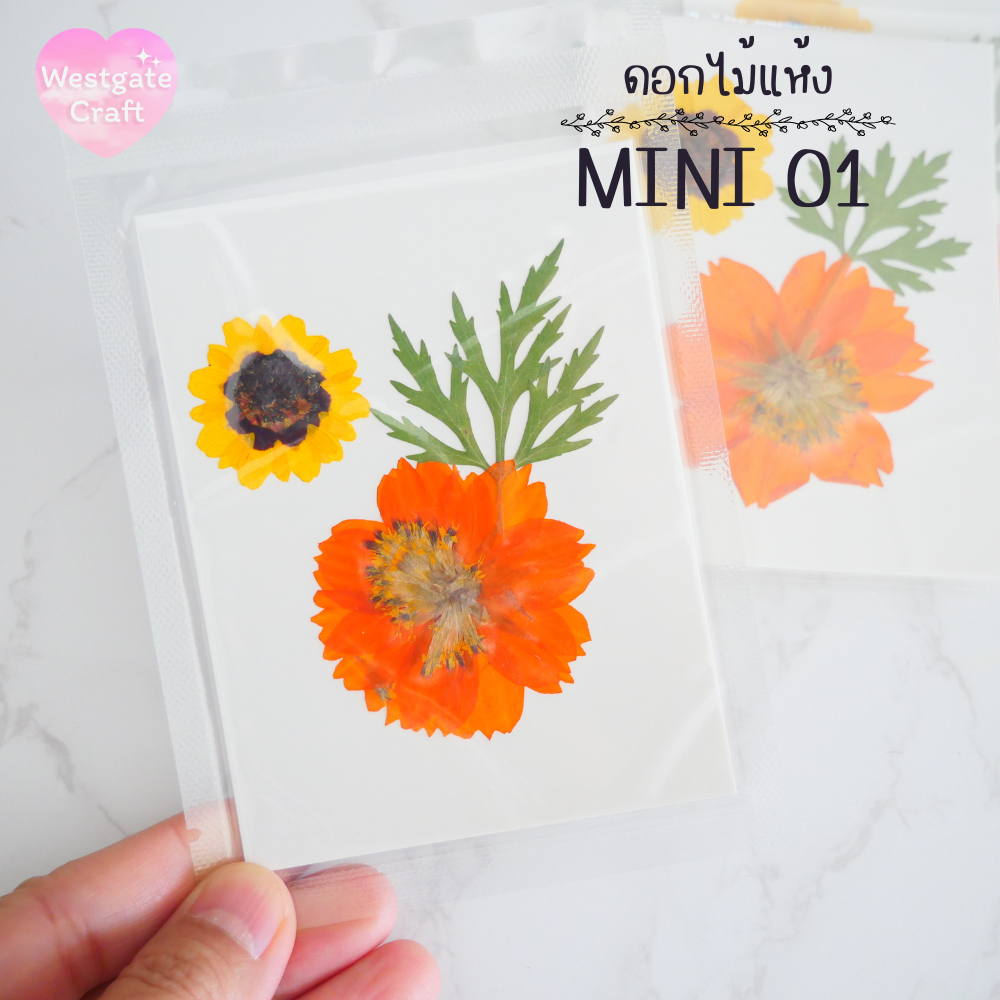 รวมดอกไม้แห้ง Mini ดอกไม้แห้งทับ ดอกไม้แบบคละ ดอกไม้จริง ดอกไม้งานฝีมือ