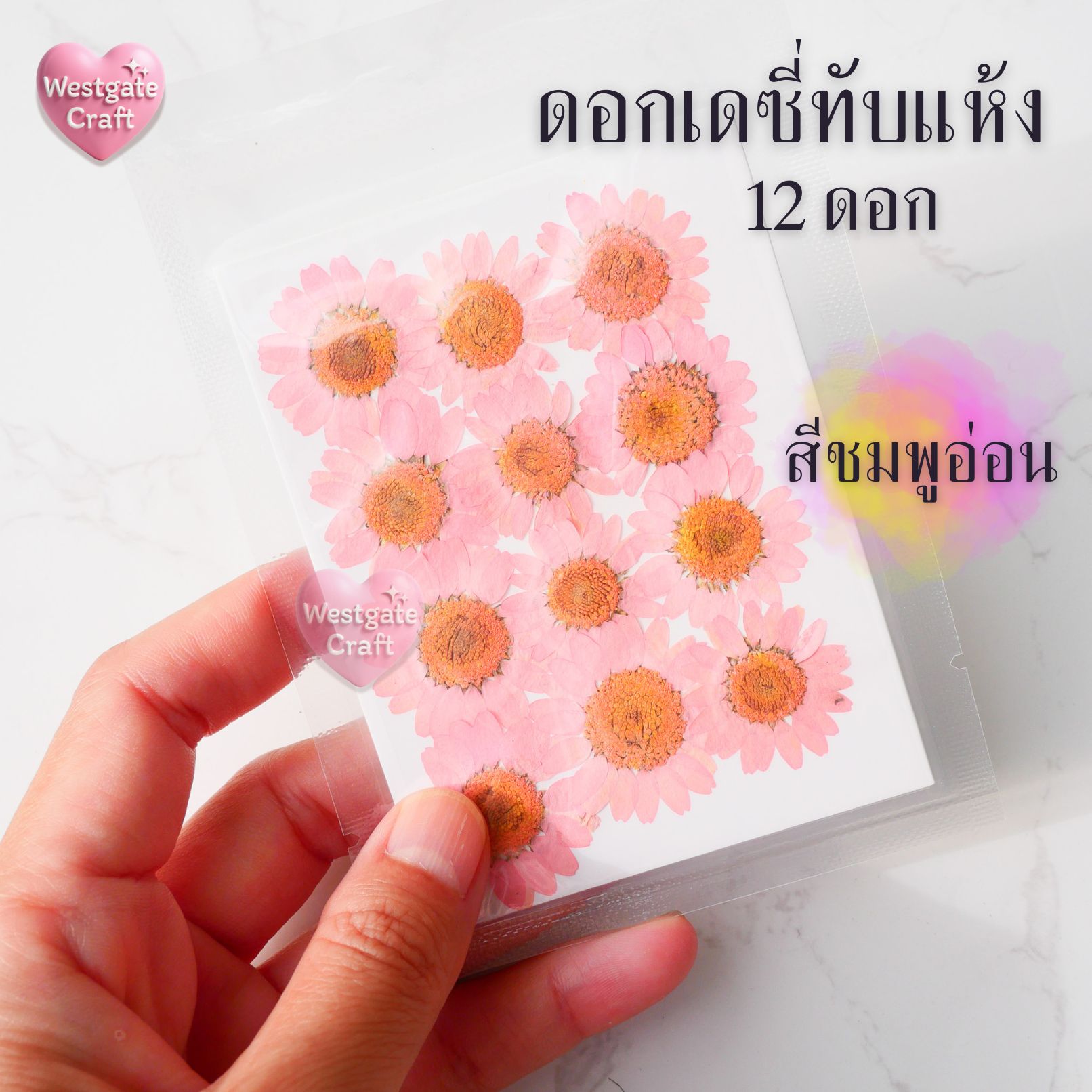 ดอกเดซี่แห้งทับ 12 ดอก ดอกไม้แห้งทับ คละขนาด