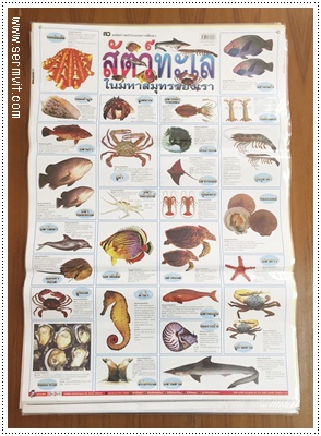 โปสเตอร์ สัตว์ทะเลในมหาสมุทรของเรา