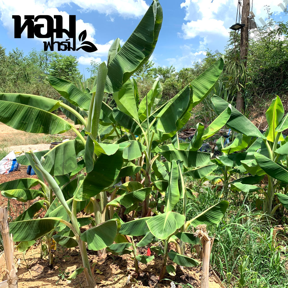 หน่อกล้วยมงคล หน่อกล้วยแปลก มีหลายพันธุ์ให้เลือก หน่อกล้วยสะสม ราคาไม่แพง เก็บเงินปลายทางได้