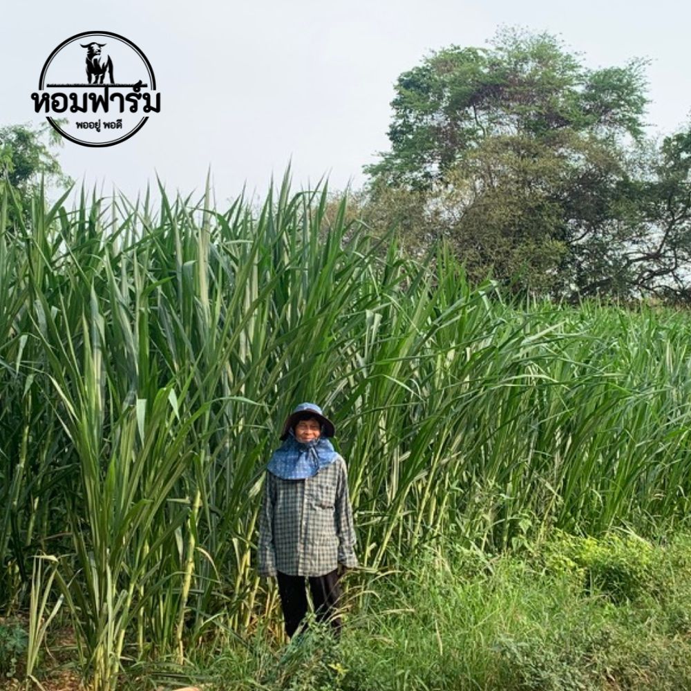 ท่อนพันธุ์ หญ้าเนเปียร์ปากช่อง1 / 100 ท่อน แถมฟรี 20 ท่อน โปรตีนสูง โตไว ตัดได้เร็ว