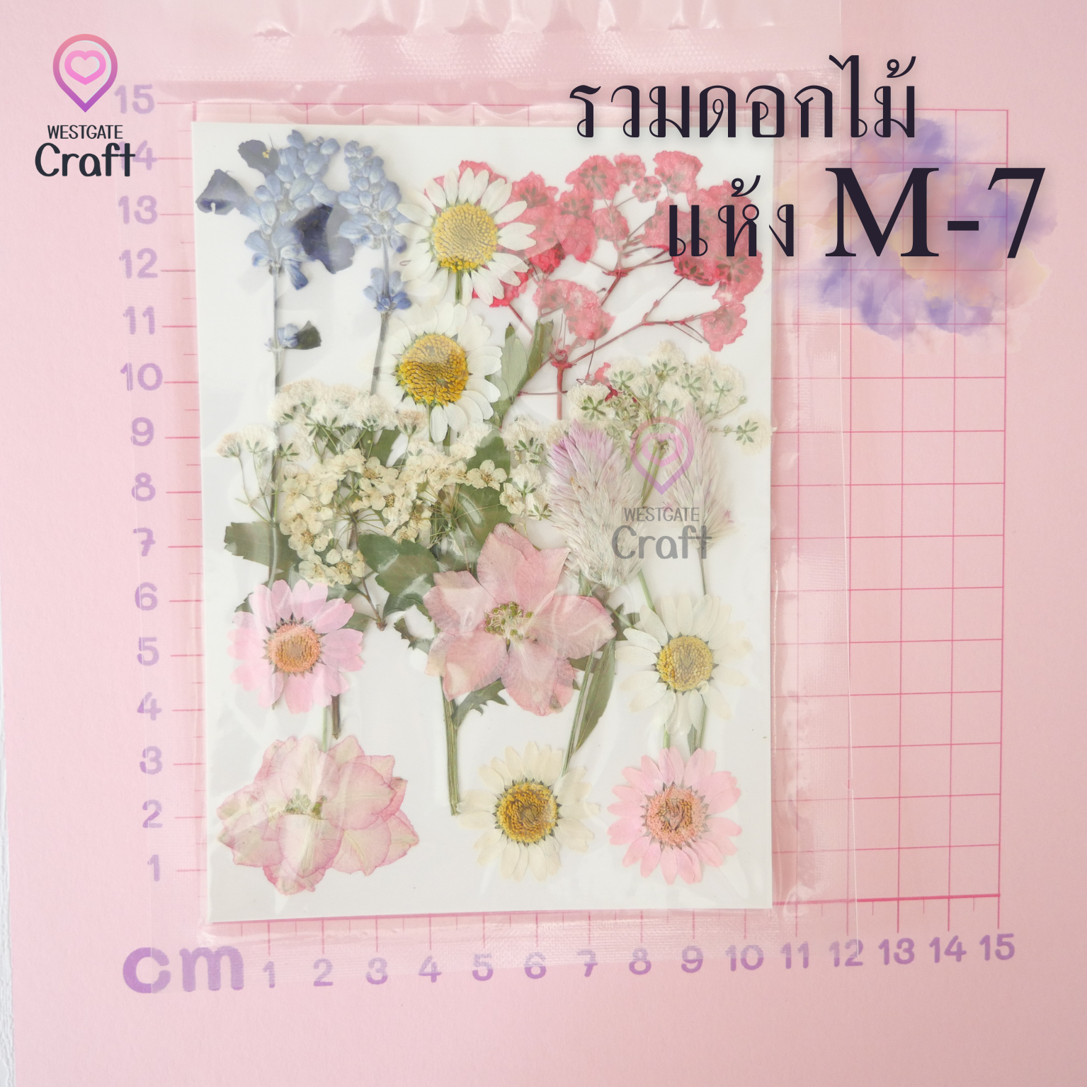 รวมดอกไม้แห้ง M ดอกไม้แห้งทับ ดอกไม้แบบคละ