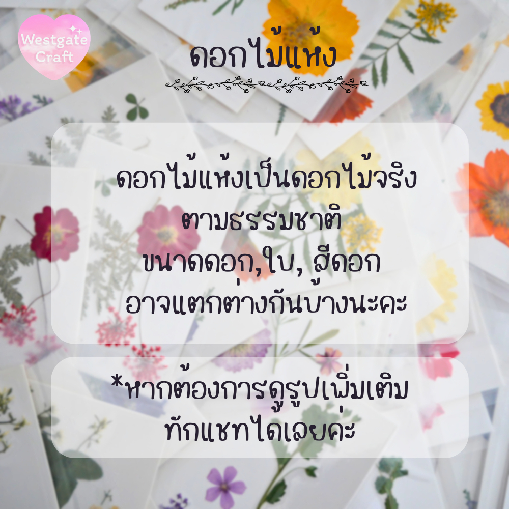 รวมดอกไม้แห้ง Mini ดอกไม้แห้งทับ ดอกไม้แบบคละ ดอกไม้จริง ดอกไม้งานฝีมือ