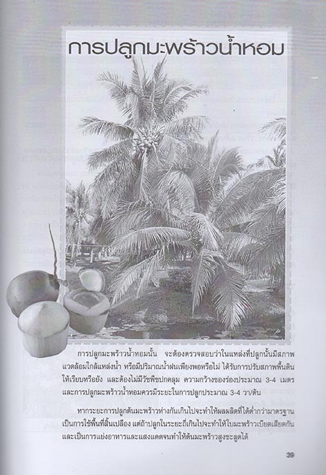 การเพาะปลูกและขยายพันธุ์ มะพร้าว