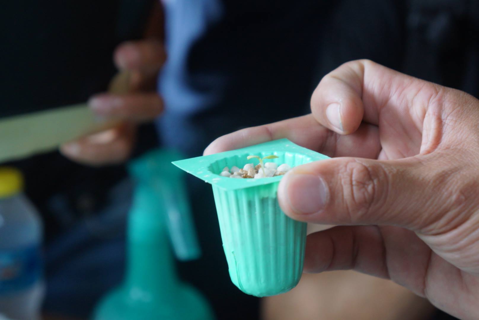 ถ้วยเพาะเขียว 80 หลุม