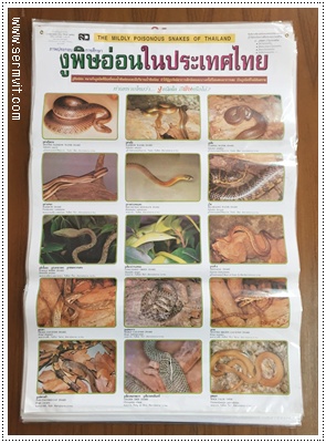โปสเตอร์ งูพิษอ่อนในประเทศไทย