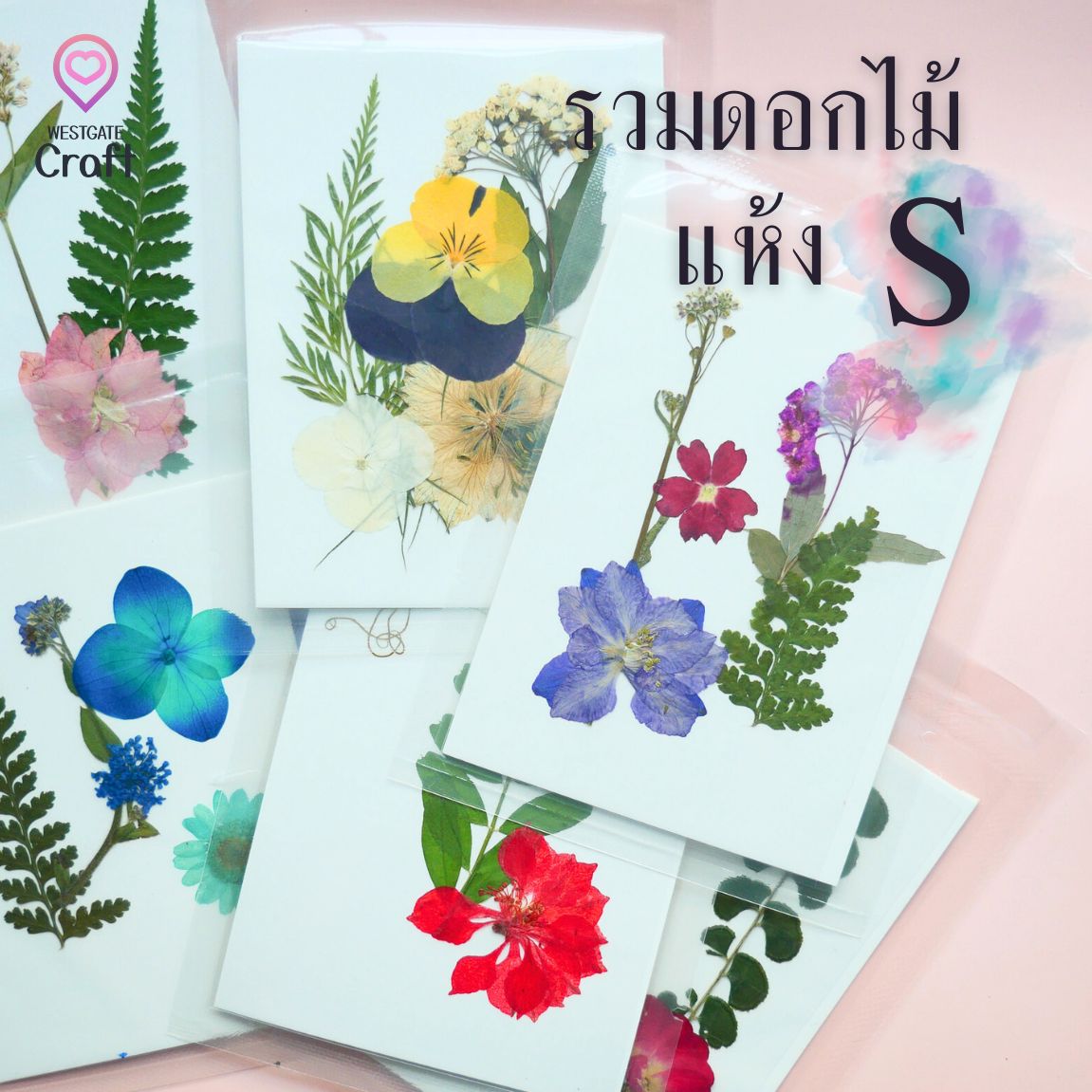 รวมดอกไม้แห้ง S ดอกไม้แห้งทับ ดอกไม้แบบคละ