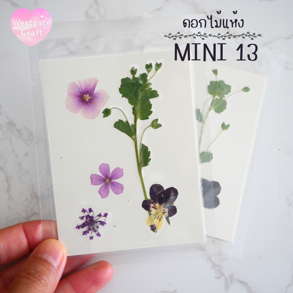 รวมดอกไม้แห้ง Mini ดอกไม้แห้งทับ ดอกไม้แบบคละ ดอกไม้จริง ดอกไม้งานฝีมือ