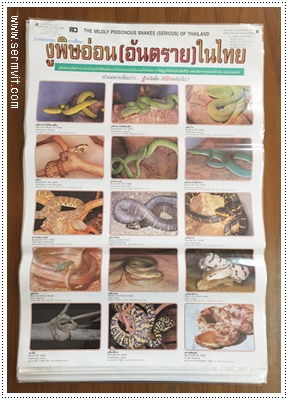 โปสเตอร์ งูพิษอ่อน (อันตราย) ในประเทศไทย