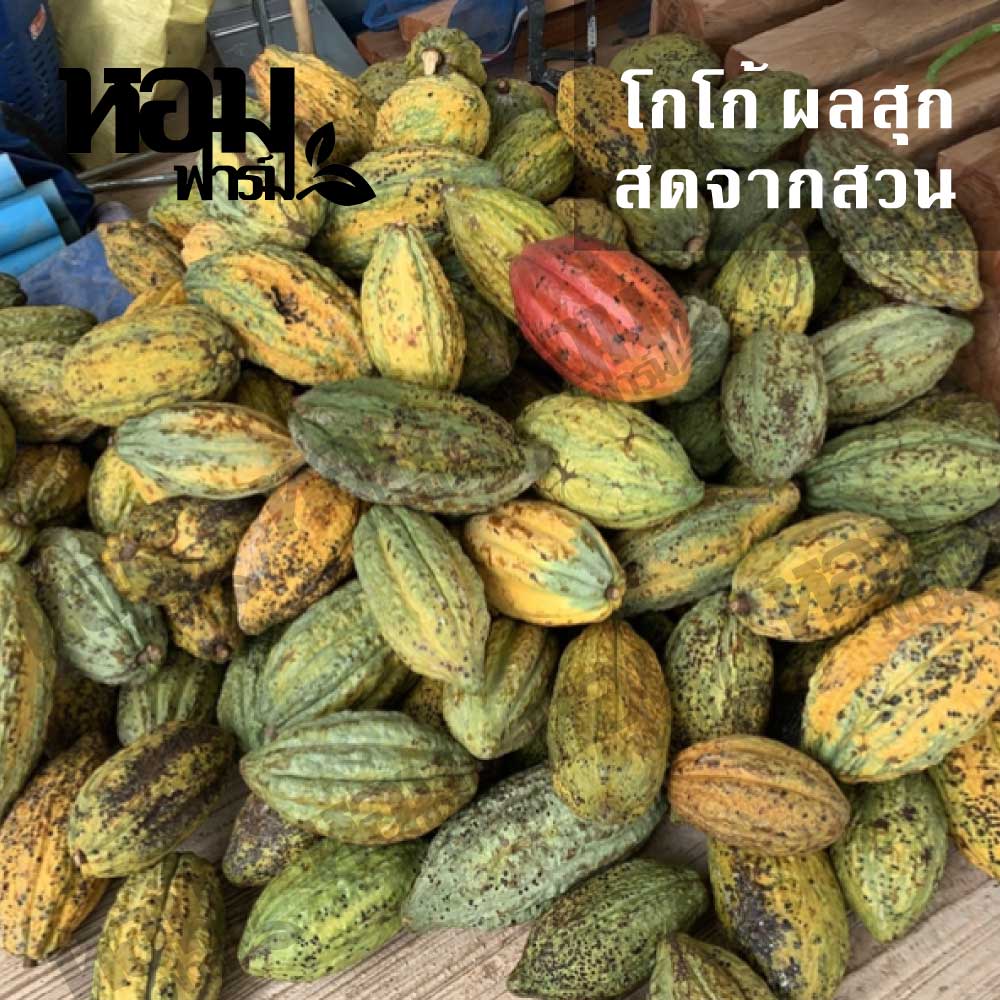 ผลโกโก้สด โกโก้สุก พันธุ์ชุมพร 1 สดจากสวน