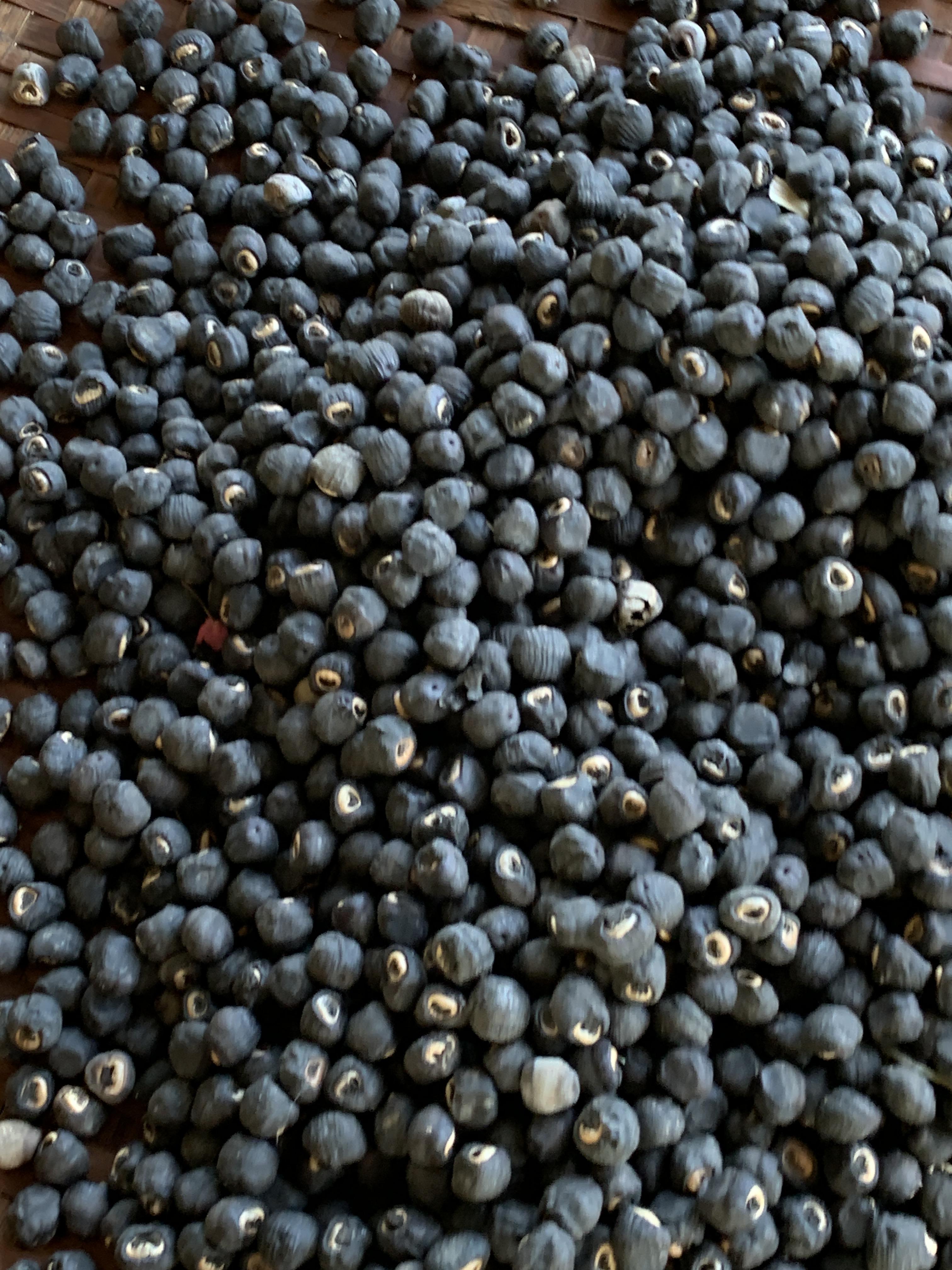 เมล็ดกล้วยนวล กล้วยมงคล กล้ายประดับ กล้วยแปลก สำหรับเพาะพันธุ์