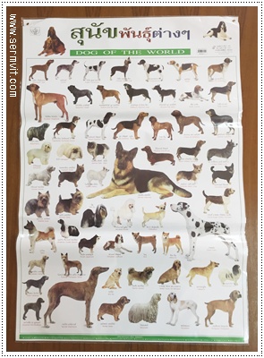โปสเตอร์ สุนัขพันธุ์ต่าง ๆ