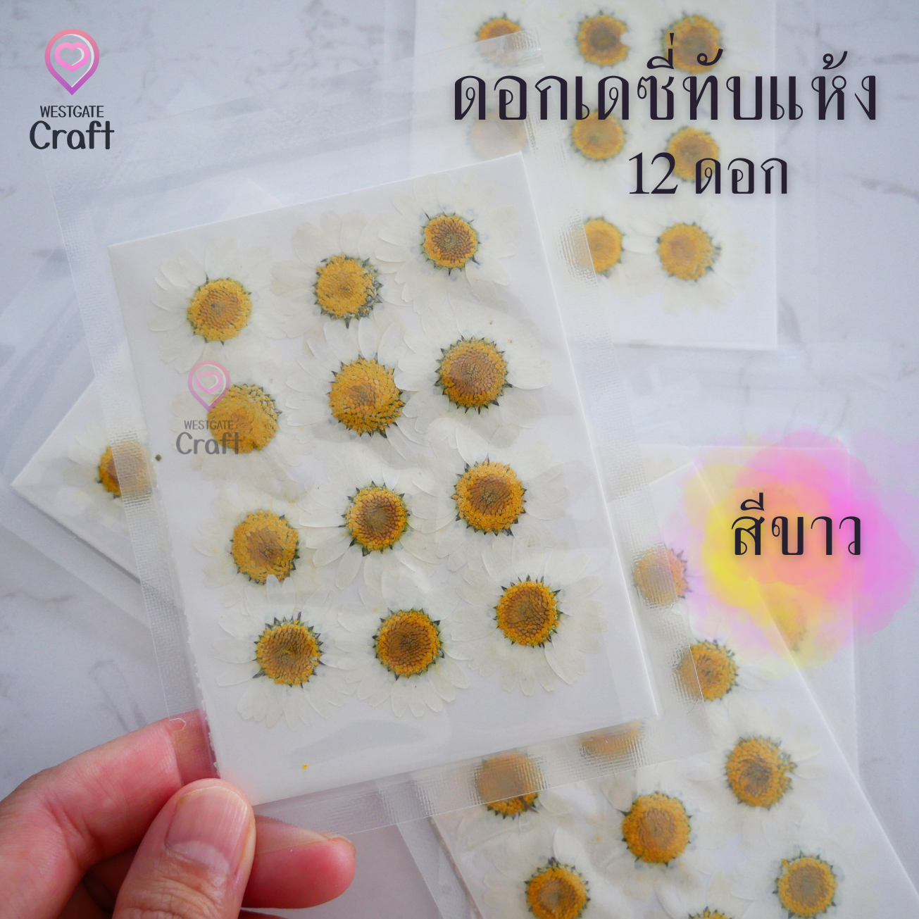 ดอกเดซี่แห้งทับ 12 ดอก ดอกไม้แห้งทับ คละขนาด