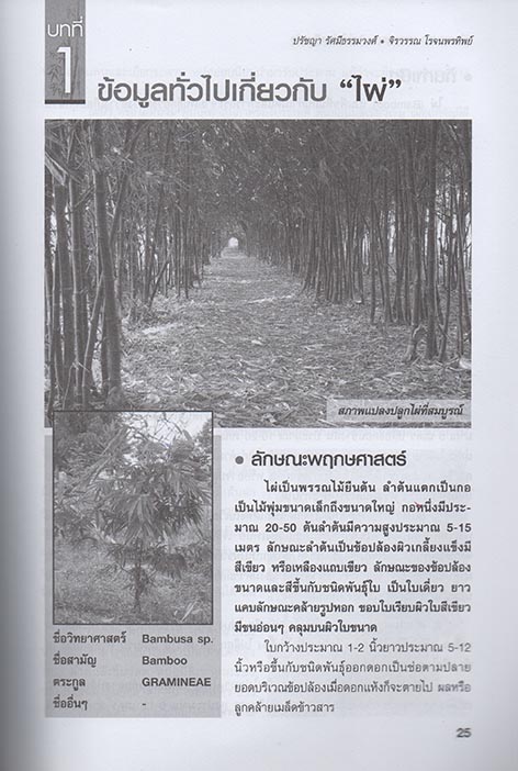 คู่มือการปลูกและขยายพันธุ์ ไผ่ตงลืมแล้ง