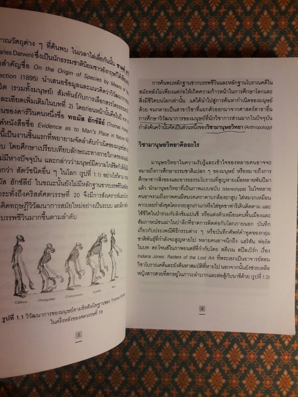 รากเหง้าเผ่าพันธุ์มนุษย์ วิวัฒนาการทางชีววิทยาและวัฒนธรรม