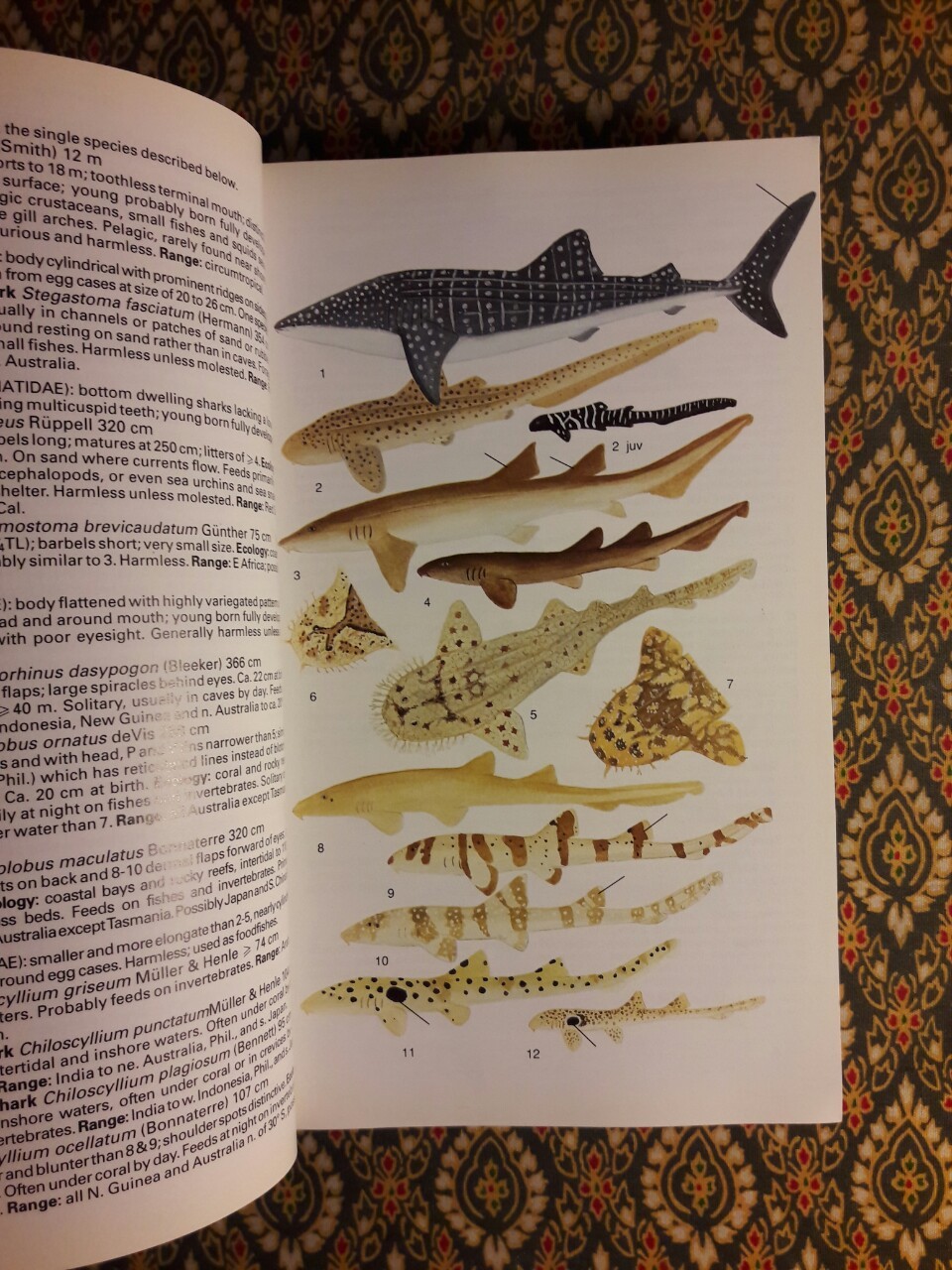 Reef fishes of the world (ฉบับภาษาอังกฤษ)