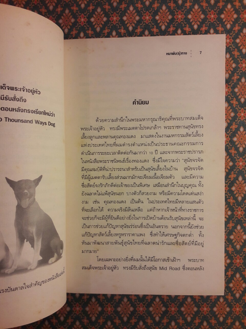 หมาพัน(ธุ์)ทาง