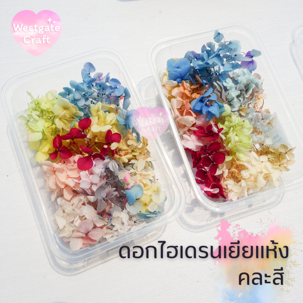 ดอกไฮเดรนเยียแห้ง แบบกล่อง คละขนาด คละสี สุ่ม