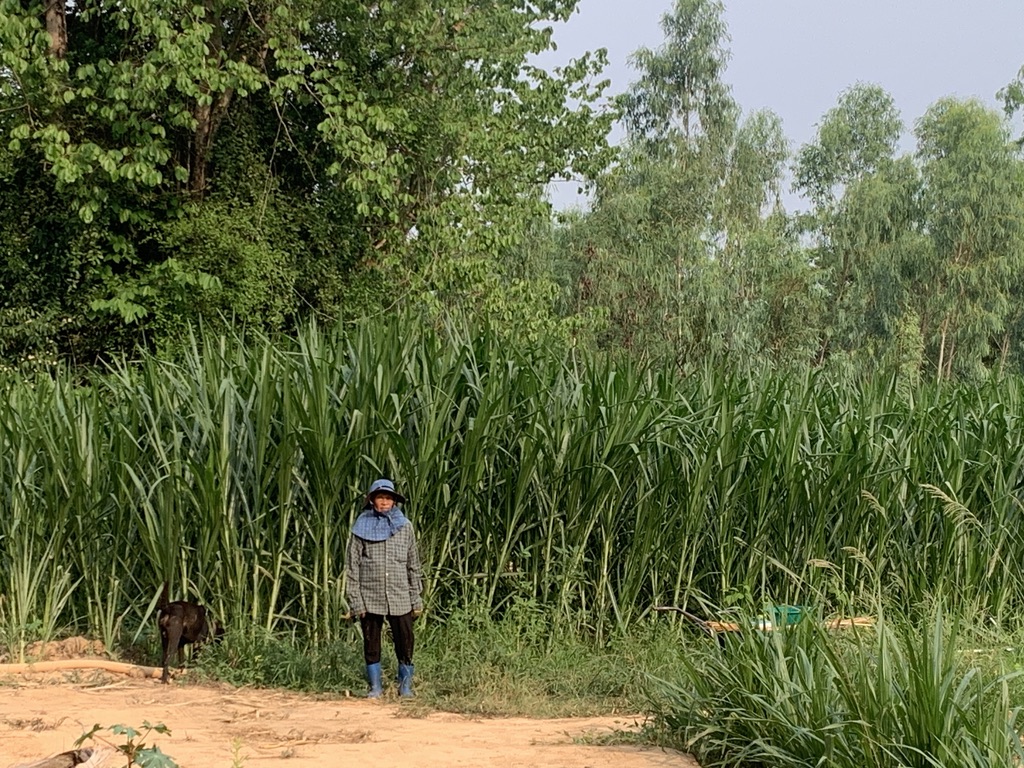 หญ้าเนเปียร์ ปากช่อง1 สำหรับ เต่า กระต่าย หนู โปรตีนสูง กินง่าย จากหอมฟาร์ม