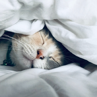 ร้านDEMO NIGHT MODE THEME