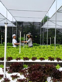 ร้านอาหาร A7 หัวหิน