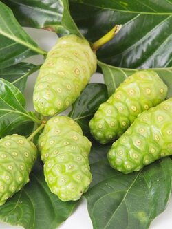 ใบยอด ลูกยอ ใบสด ทำห่อหมก ใบไม้มงคล