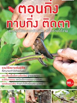 ตอนกิ่ง ทาบกิ่ง ติดตา