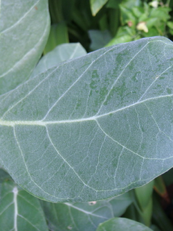 ใบดอกรัก ใบสด ใบไม้มงคล