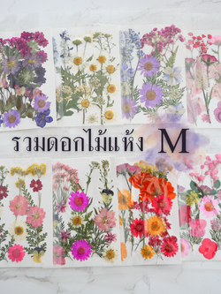 รวมดอกไม้แห้ง M ดอกไม้แห้งทับ ดอกไม้แบบคละ