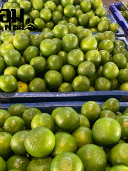 มะนาวแป้นเพชรบุรี ปลอดสาร ราคาถูก ลูกใหญ่ น้ำเยอะ เบอร์ 4, (20-25 ลูก/กก.)