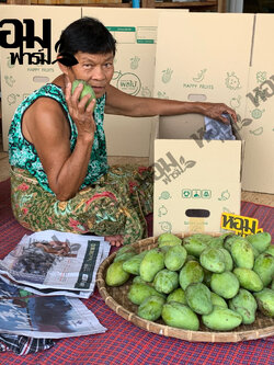 มะม่วง อกร่อง น้ำดอกไม้ เขียวเสวย จ.เพชรบุรี รสหวานหอม เนื้อนุ่มเนียน อร่อย ตัดสดจากสวน โดยหอมฟาร์ม