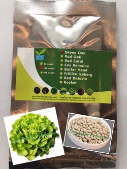 เมล็ดพันธุ์กรีนโอ๊ค แบบเคลือบ 100 เมล็ด