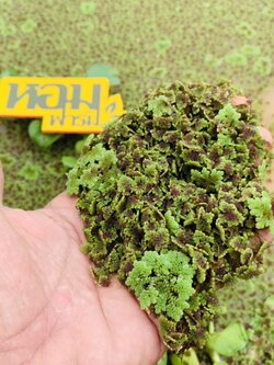 แหนแดงสด 100% ส่งตรงจากหอมฟาร์ม แหนแดงพันธุ์กรมวิชาการเกษตร ไมโครฟิลล่า