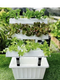 ชุดปลูกผักไฮโดรโปนิกส์ขนาด 50 cm. 3 รางปลูก (ล้อเลื่อน)