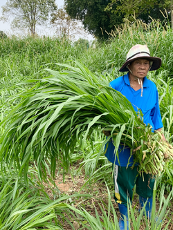 หญ้าเนเปียร์ ปากช่อง1 สำหรับ เต่า กระต่าย หนู โปรตีนสูง กินง่าย จากหอมฟาร์ม