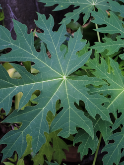 ใบมะละกอสด เก็บสดๆ ส่งทุกวัน