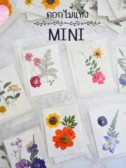 รวมดอกไม้แห้ง Mini ดอกไม้แห้งทับ ดอกไม้แบบคละ ดอกไม้จริง ดอกไม้งานฝีมือ