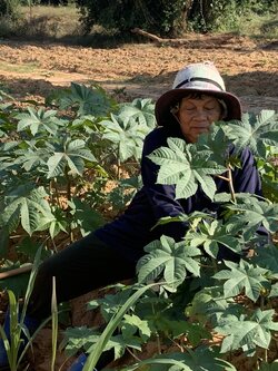 ใบละหุ่ง สด สำหรับทำยา