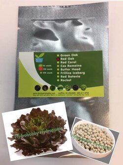 เมล็ดพันธุ์ เรดโอ๊ค(Red Oak) 100 เมล็ด