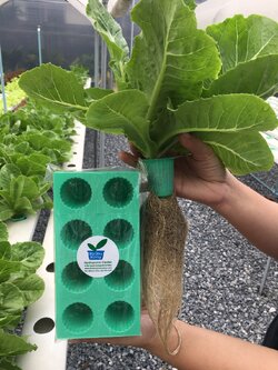 ถ้วยเพาะเขียว 80 หลุม