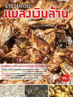 ร่ำรวยด้วยแมลงเงินล้าน