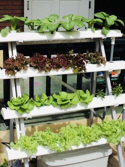 ชุดปลูกผักไฮโดรโปนิกส์ แบบขั้นบันได ขนาด 1 เมตร 4 รางปลูก