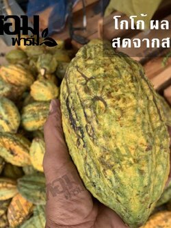 ผลโกโก้สด โกโก้สุก พันธุ์ชุมพร 1 สดจากสวน