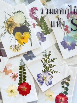 รวมดอกไม้แห้ง S ดอกไม้แห้งทับ ดอกไม้แบบคละ