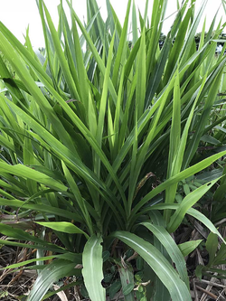 หญ้าหวานอิสราเอล สำหรับ กระต่าย หนู เต่า วัว ควาย แพะ แกะ โปรตีนสูง กินง่าย จากหอมฟาร์ม