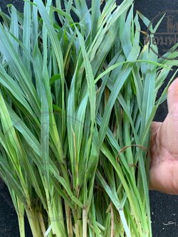 หญ้าพันธุ์เกษตรศาสตร์1 สำหรับ กระต่าย หนู เต่า โปรตีนสูง กินง่าย จากหอมฟาร์ม