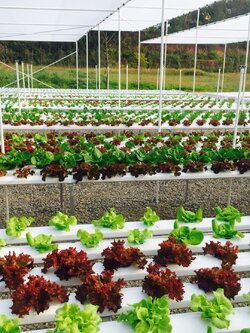 เชียงราย