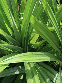 ใบเตยทำขนม เตยหอม ต้มน้ำใบเตย ใบเตยสด