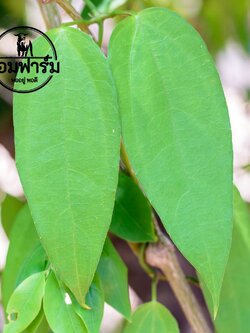 ใบรางจืดสด สมุนไพรล้างพิษ แก้ร้อนใน ขับสารพิษ ส่งตรงจากสวน